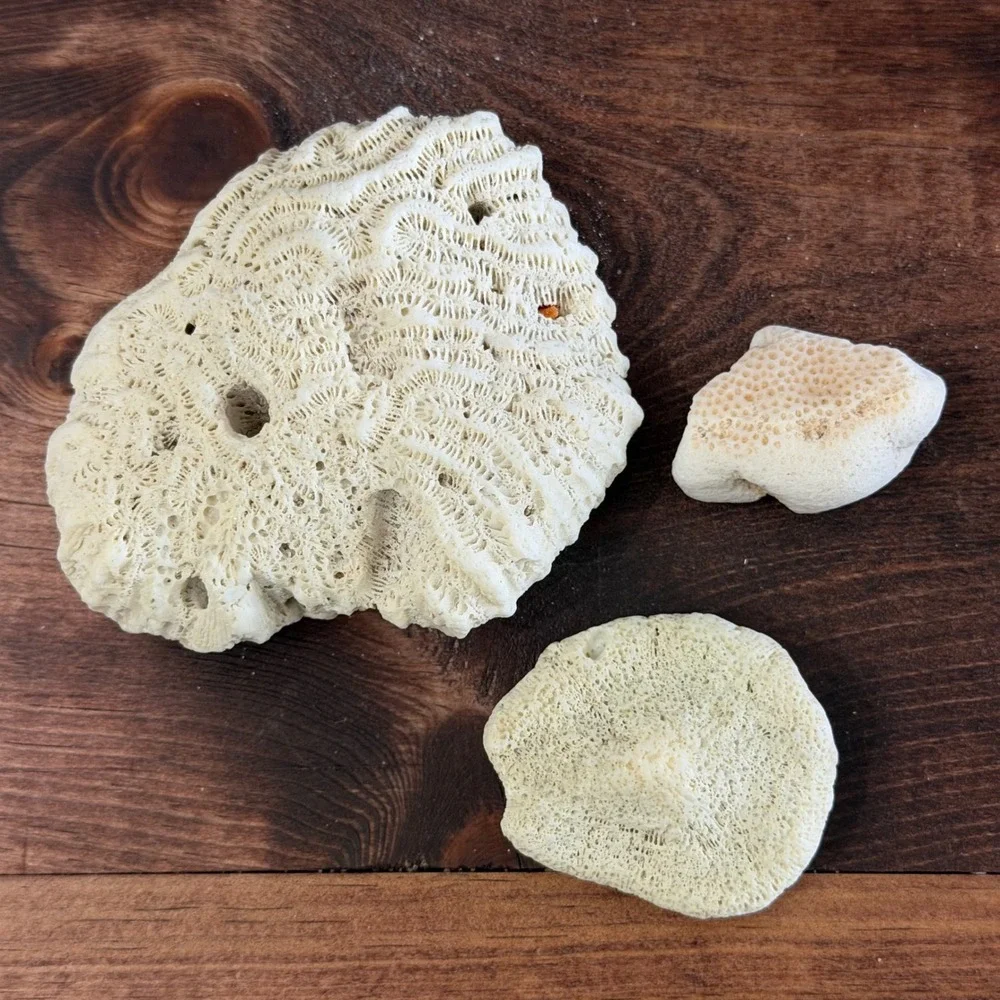 Natural White Brain and Star Coral Fossil Specimen Set 3 Pieces Coastal Decor